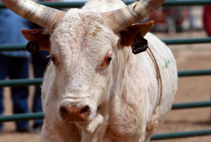 Mini Bull Riding